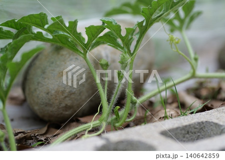 Watermelons and Young Watermelon Fruits Growing on Vine 140642859