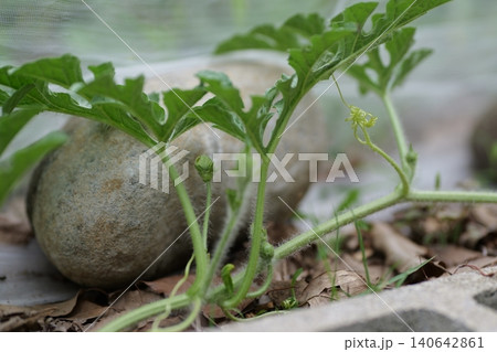 Watermelons and Young Watermelon Fruits Growing on Vine 140642861