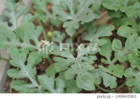 Watermelons and Young Watermelon Fruits Growing on Vine Watermelons and Young Watermelon Fruits Growing on Vine 140642863