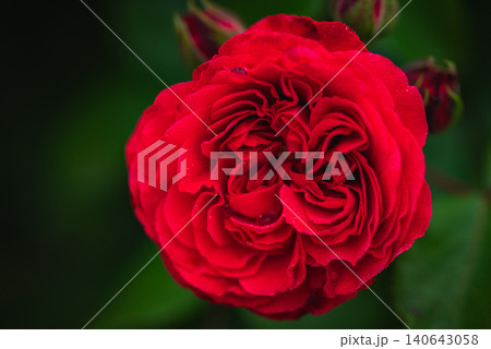 真っ赤な薔薇【レオナルド・ダ・ヴィンチ】 真っ赤な薔薇【レオナルド・ダ・ヴィンチ】 140643058