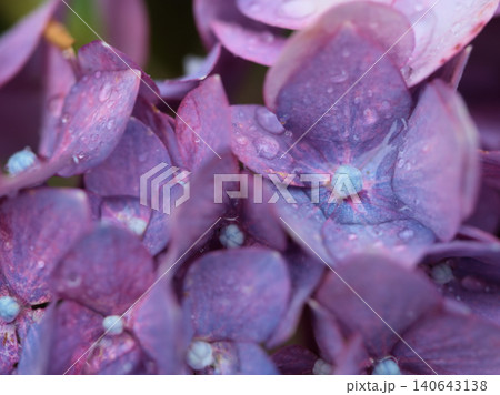 小雨の降る6月に美しく咲いたカラフルな紫陽花(アジサイ) 小雨の降る6月に美しく咲いたカラフルな紫陽花(アジサイ) 140643138