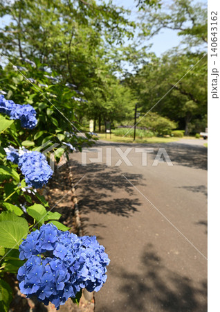 園路沿いに咲く青い紫陽花の縦構図 園路沿いに咲く青い紫陽花の縦構図 140643162