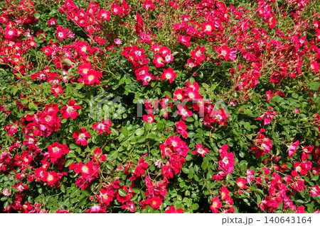 満開のバラ　薔薇　ばら 140643164
