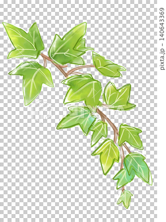茂るアイビーの葉の手描きの水彩イラスト 茂るアイビーの葉の手描きの水彩イラスト 140643369