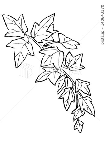 茂るアイビーの葉の手描きの線画イラスト 茂るアイビーの葉の手描きの線画イラスト 140643370