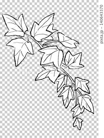 茂るアイビーの葉の手描きの線画イラスト 茂るアイビーの葉の手描きの線画イラスト 140643370