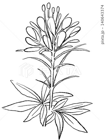 咲き誇るクレオメの花の手描きの線画イラスト 140643374