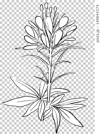 咲き誇るクレオメの花の手描きの線画イラスト 140643374