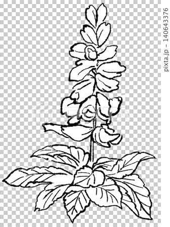 A hand-drawn line art illustration of blooming salvia flowers. 140643376