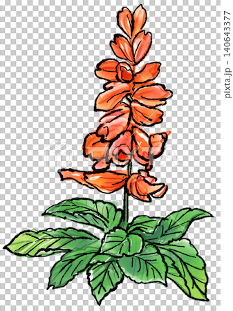 Hand-drawn line art and watercolor illustration of blooming salvia flowers Hand-drawn line art and watercolor illustration of blooming salvia flowers 140643377