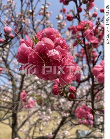 春に咲いた濃いピンク色の八重咲きの花 140643386
