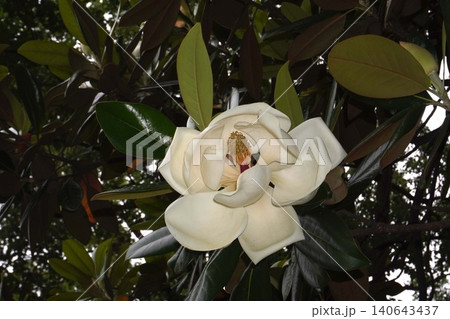 タイサンボクの花・2026年6月 タイサンボクの花・2026年6月 140643437