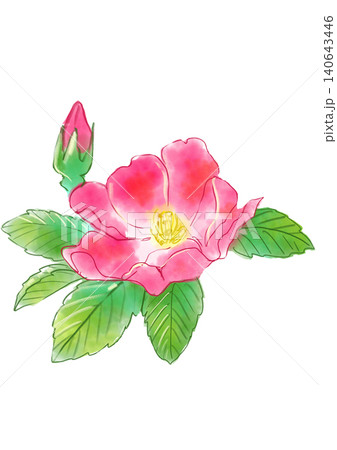 咲き誇るハマナスの花の手描きの水彩イラスト 咲き誇るハマナスの花の手描きの水彩イラスト 140643446