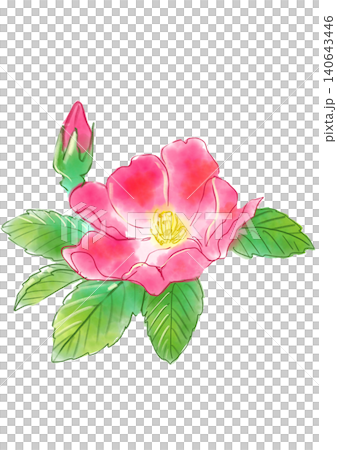 咲き誇るハマナスの花の手描きの水彩イラスト 咲き誇るハマナスの花の手描きの水彩イラスト 140643446