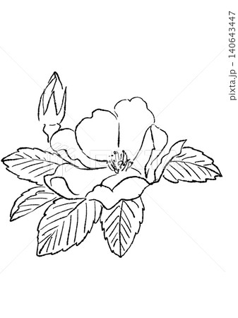 咲き誇るハマナスの花の手描きの線画イラスト 咲き誇るハマナスの花の手描きの線画イラスト 140643447
