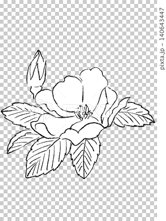 咲き誇るハマナスの花の手描きの線画イラスト 咲き誇るハマナスの花の手描きの線画イラスト 140643447