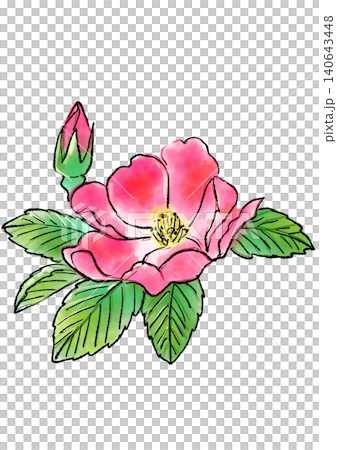 手繪線條畫和水彩插圖，描繪了盛開的日本玫瑰。 140643448
