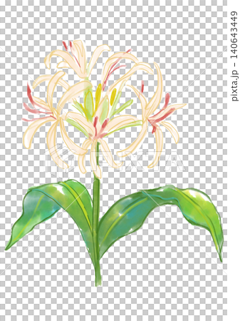 A hand-painted watercolor illustration of blooming Crinum lilies. A hand-painted watercolor illustration of blooming Crinum lilies. 140643449