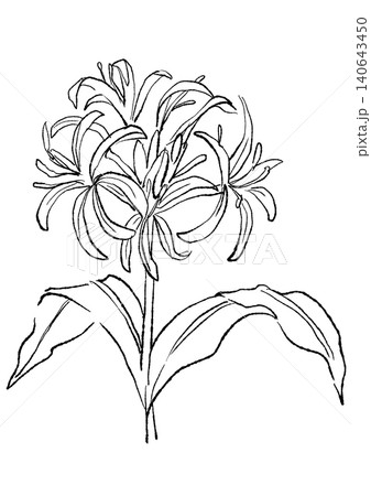 咲き誇るハマユウの花の手描きの線画イラスト 咲き誇るハマユウの花の手描きの線画イラスト 140643450