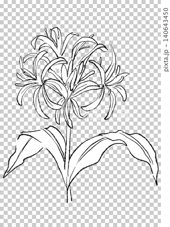 咲き誇るハマユウの花の手描きの線画イラスト 咲き誇るハマユウの花の手描きの線画イラスト 140643450