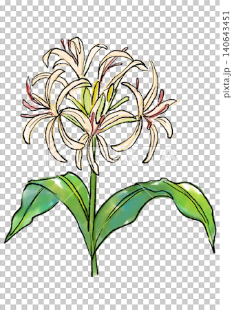 手繪線條畫和水彩插圖,描繪了盛開的文殊蘭。 手繪線條畫和水彩插圖,描繪了盛開的文殊蘭。 140643451