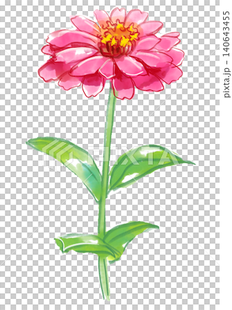 一幅手繪水彩插圖,描繪了盛開的百日菊花。 一幅手繪水彩插圖,描繪了盛開的百日菊花。 140643455