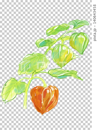 実るホオズキの実の手描きの水彩イラスト 実るホオズキの実の手描きの水彩イラスト 140643458