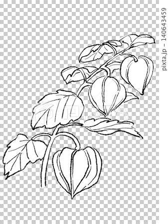 A hand-drawn line art illustration of ripe Chinese lanterns. 140643459