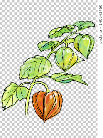 Hand-drawn line art and watercolor illustration of ripening Chinese lanterns. 140643460