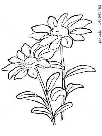 咲き誇るルドベキアの花の手描きの線画イラスト 咲き誇るルドベキアの花の手描きの線画イラスト 140643462