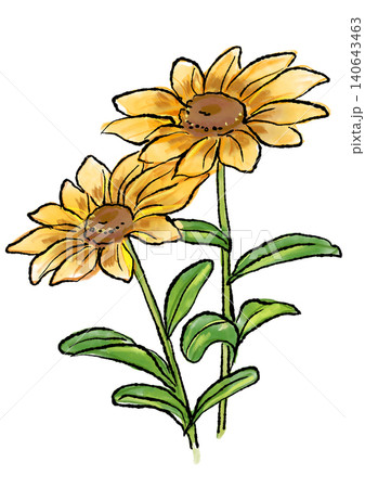 咲き誇るルドベキアの花の手描きの線画と水彩イラスト 140643463