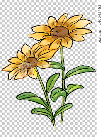咲き誇るルドベキアの花の手描きの線画と水彩イラスト 140643463