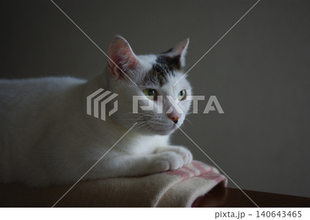 薄暗闇を見つめる猫 140643465