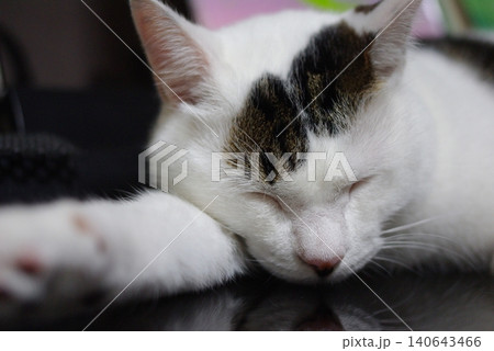 昼寝の猫 昼寝の猫 140643466