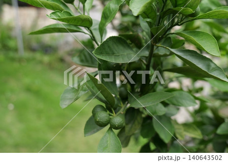 Young Mandarin Fruits Growing on Tree Branch Young Mandarin Fruits Growing on Tree Branch 140643502