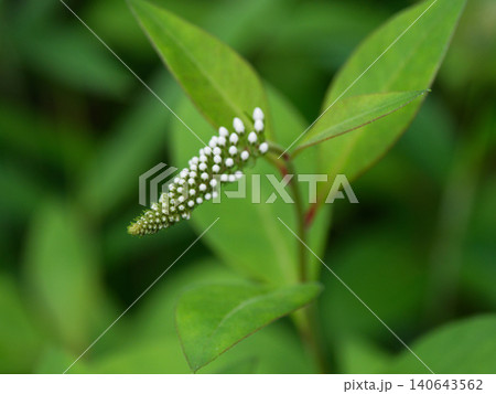 サクラソウ科オカトラノオの花穂 サクラソウ科オカトラノオの花穂 140643562