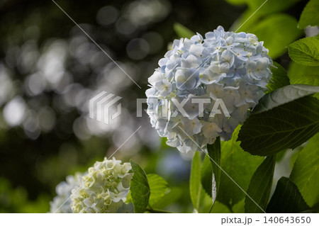 梅雨の晴れ間に咲く紫陽花 140643650