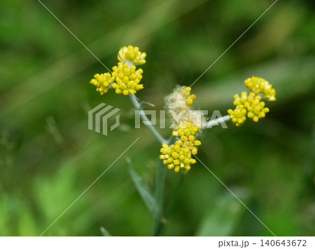 キク科の越年草ハハコグサの黄色い花 キク科の越年草ハハコグサの黄色い花 140643672