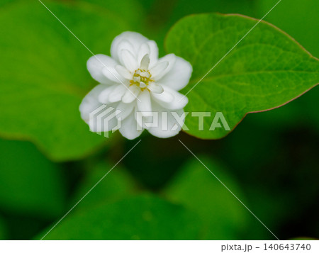 ドクダミ科八重ドクダミの白い花 ドクダミ科八重ドクダミの白い花 140643740