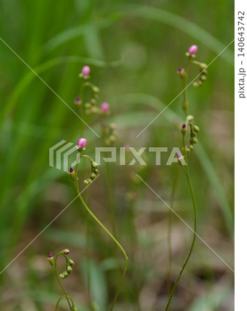 食虫植物 モウセンゴケ科トウカイコモウセンゴケの開花 食虫植物 モウセンゴケ科トウカイコモウセンゴケの開花 140643742