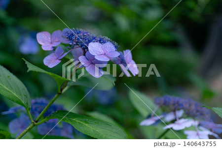 梅雨の花 紫陽花 梅雨の花 紫陽花 140643755