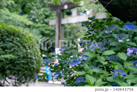梅雨の花　紫陽花 140643756