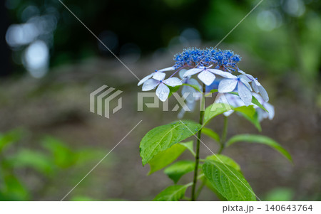 梅雨の花 紫陽花 梅雨の花 紫陽花 140643764