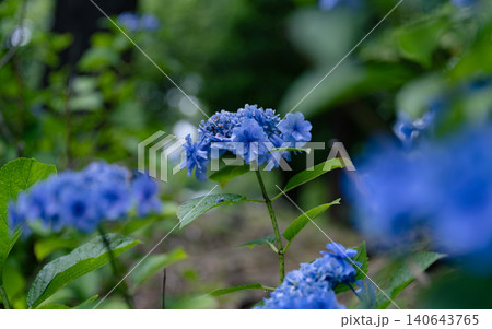梅雨の花　紫陽花 140643765