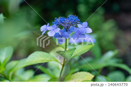 梅雨の花 紫陽花 梅雨の花 紫陽花 140643770