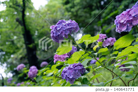 梅雨の花　紫陽花 140643771