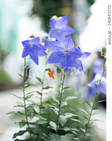 梅雨の花 キキョウ 梅雨の花 キキョウ 140643772