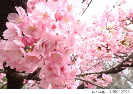 満開の桜 満開の桜 140643796