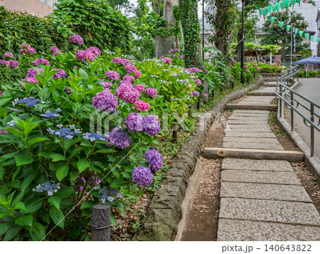 白山神社から白山公園へ続く紫陽花の遊歩道 白山神社から白山公園へ続く紫陽花の遊歩道 140643822