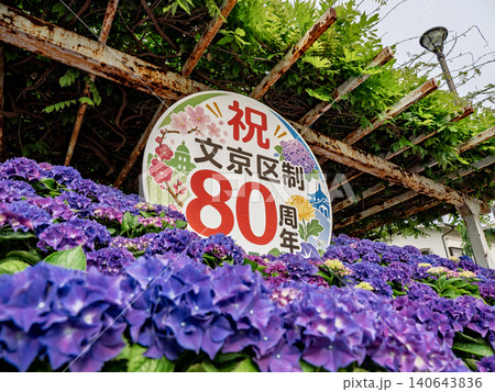 あじさいウォールと文京区制80周年記念サイン あじさいウォールと文京区制80周年記念サイン 140643836